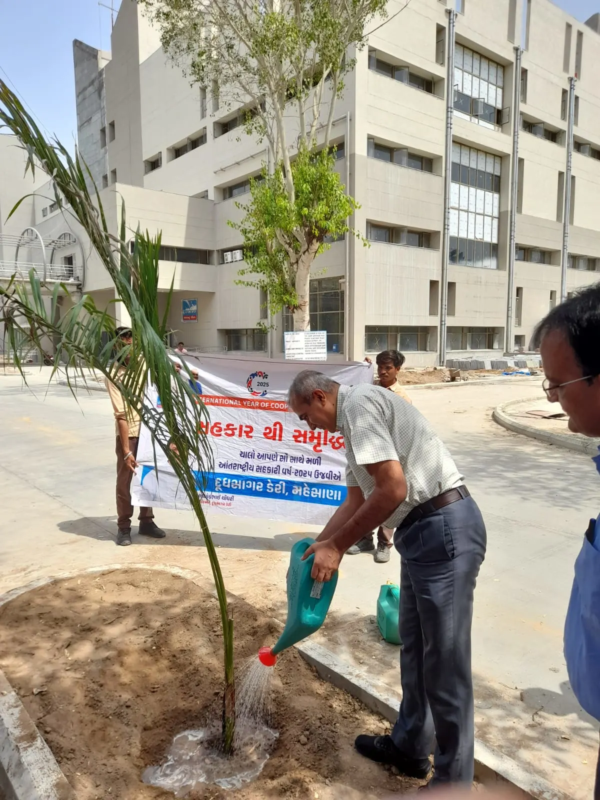 Dsd Tree Plantation