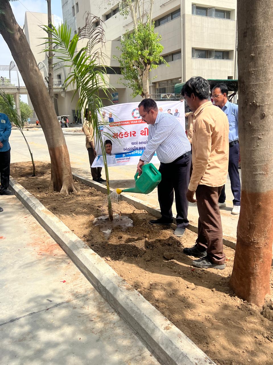 Dsd Tree Plantation