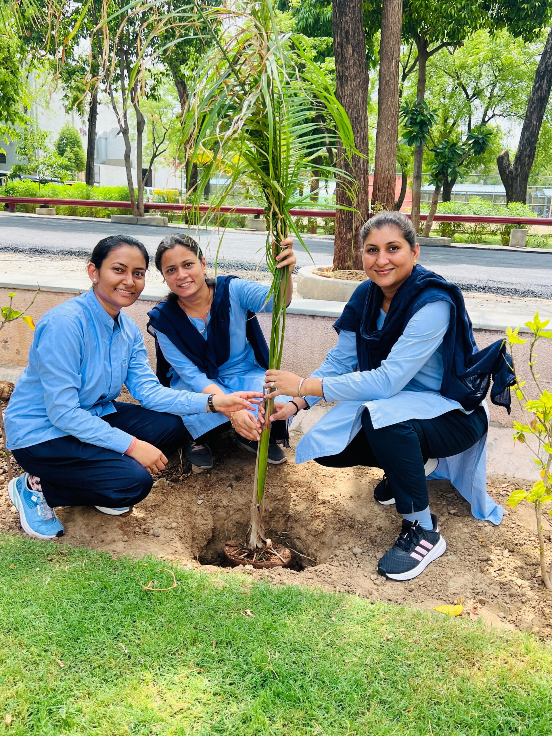 Dsd Tree Plantation