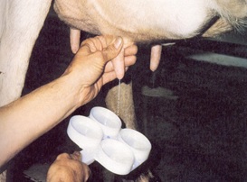 Dudhsagar_dairy_event