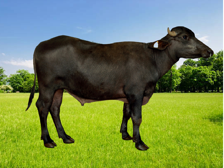 DUR-MHBF-488