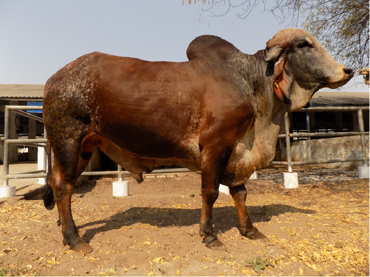 DUR-G-10