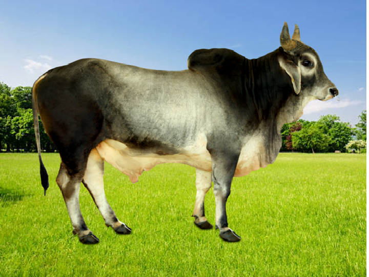 DUR-K-15