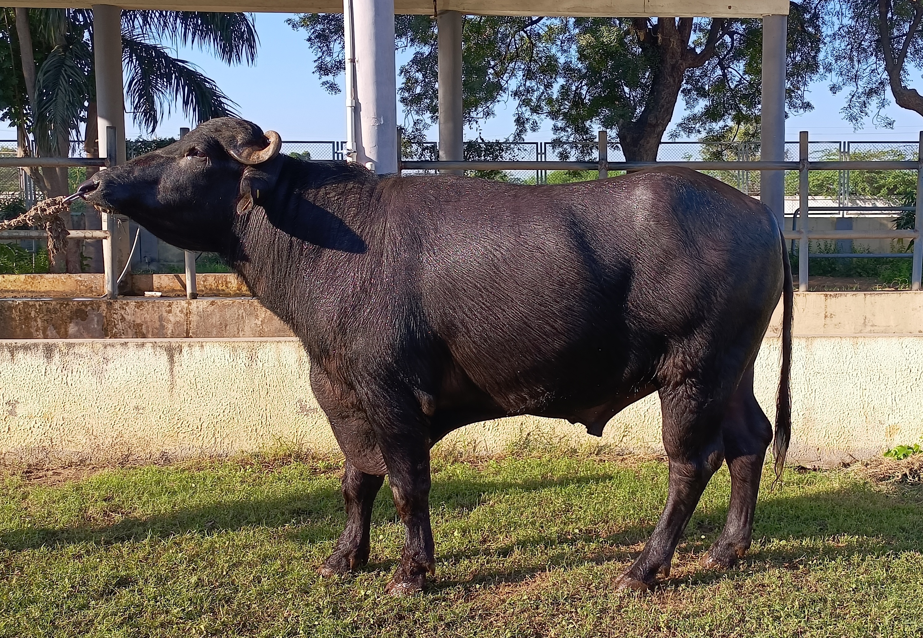 DUR-MR-15