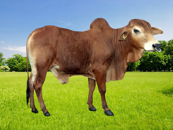DUR-SH-04
