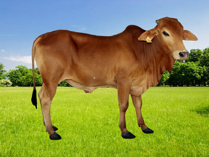 DUR-SH-05