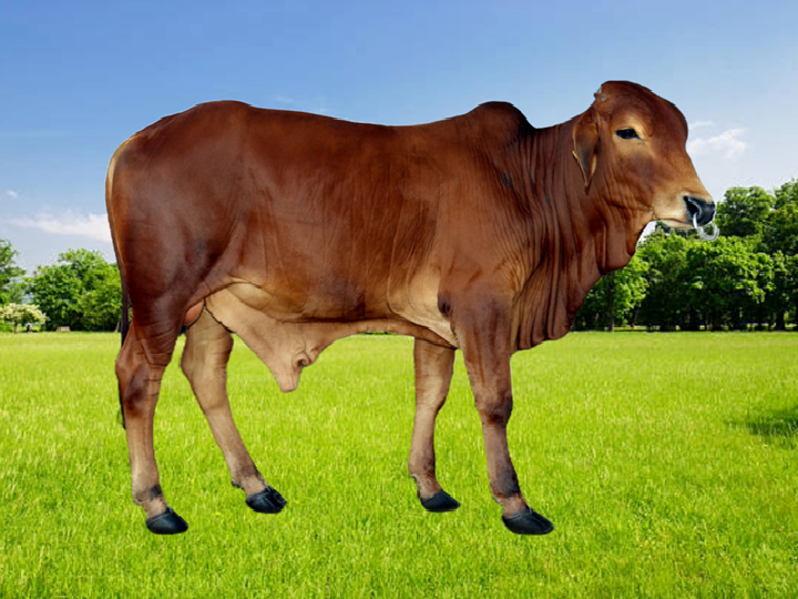 DUR-SH-06