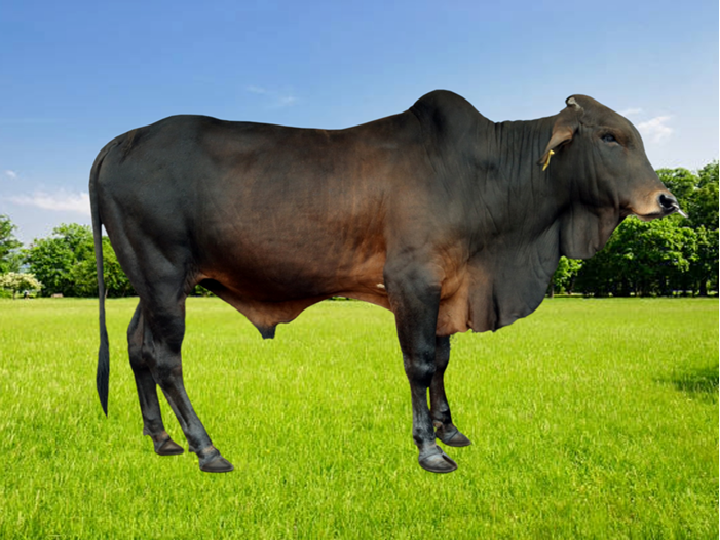 DUR-SH-08
